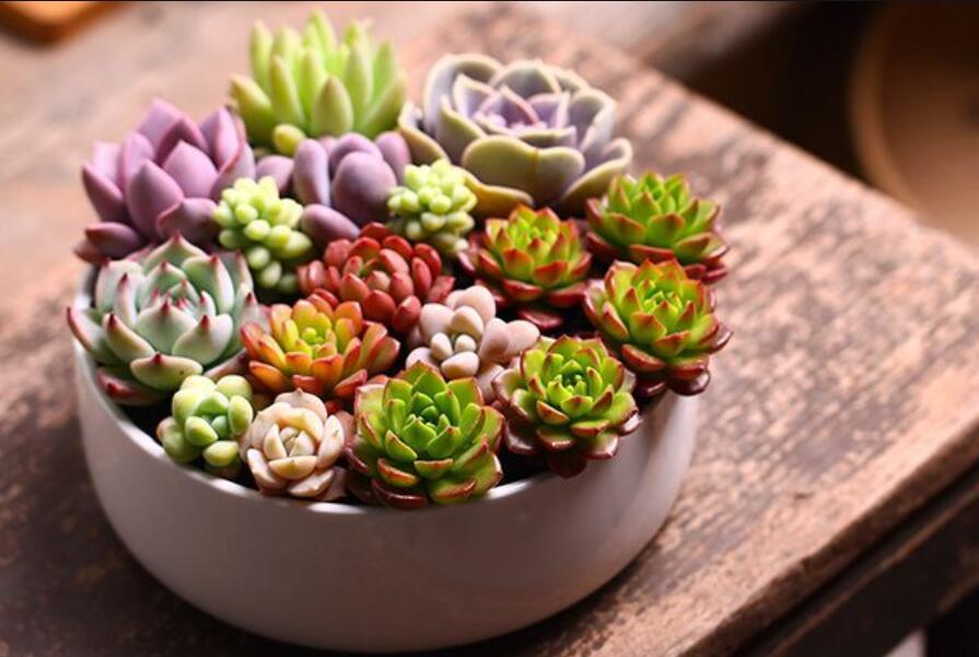 南寧花藝資訊：多肉花籃怎么做？
