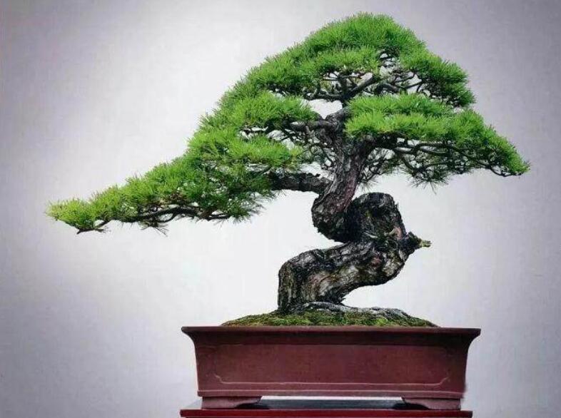 盆景制作3個注意事項，南寧婚慶花藝培訓分享