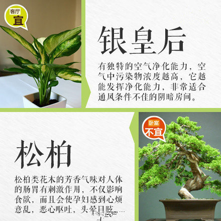 哪些綠植適合放在室內(nèi)？南寧花藝師培訓(xùn)學(xué)校盤(pán)點(diǎn)清單