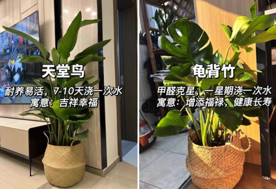 適合放在客廳的綠植，廣西花藝綠植培訓(xùn)分享