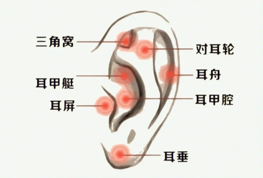 揉搓耳朵的好處，廣西美容經(jīng)絡(luò)培訓(xùn)班課程