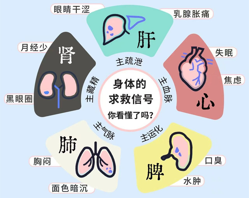 南寧專業(yè)美容管理學(xué)校：五臟六腑如何管理？