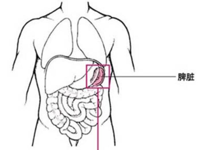 廣西學中醫(yī)美體：脾氣不足的現象