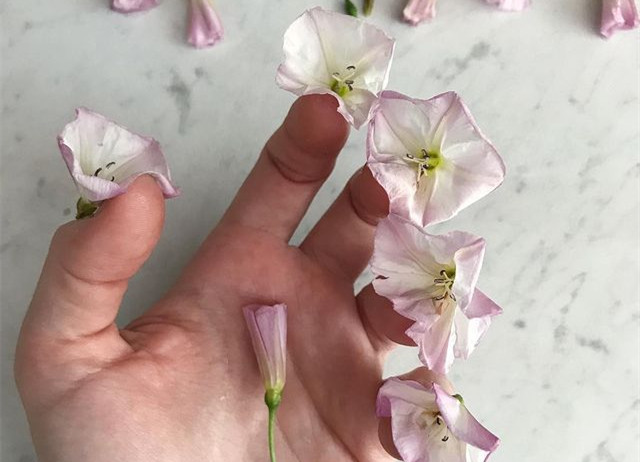 植物藝術(shù)美甲，南寧美甲造型設(shè)計培訓(xùn)分享