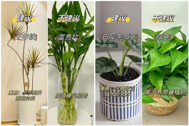 廣西花藝藝術(shù)：適合客廳擺放的綠植 